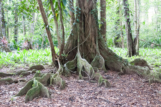 Buttress Tree Roots, Punta Manzanillo, Limón Province, Costa Rica