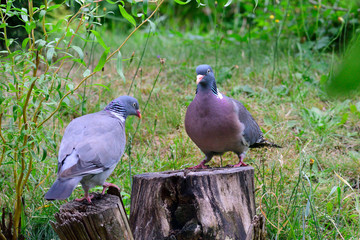 Ringeltauben während der Balz	