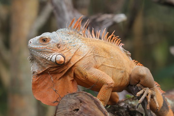 Iguana Red  is a genus of herbivorous lizards that are native to tropical areas of Mexico, Central America, South America, and the Caribbean. 