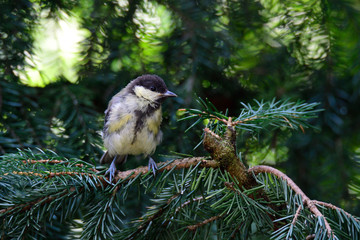 Junge  Kohlmeise auf einem Baum