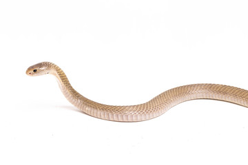 The Javan spitting cobra (Naja sputatrix) also called the southern Indonesian cobra, or Indonesian...