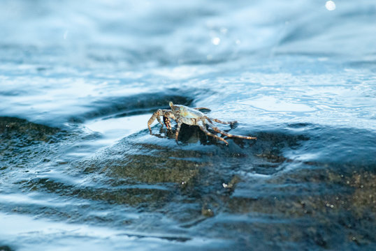 Crab at Dusk, Gandoca Manzanillo Wildlife Refuge, Limón Province, Costa Rica	