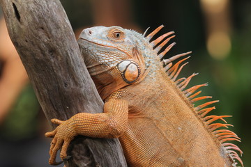 Iguana Red  is a genus of herbivorous lizards that are native to tropical areas of Mexico, Central America, South America, and the Caribbean. 