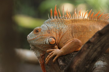 Iguana Red  is a genus of herbivorous lizards that are native to tropical areas of Mexico, Central America, South America, and the Caribbean. 