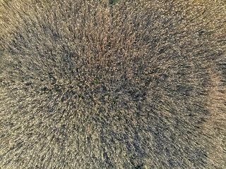 Minimalistic reed background viewed from above from drone