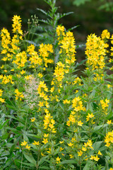 Fototapeta premium Punktierter Gilbweiderich (Lysimachia punctata)
