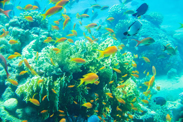 Scenic view of colorful tropical coral reef