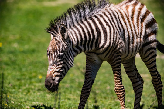 Ein schwarz-wei&szlig; gestreiftes Zebra auf Streifgang in Gras