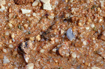 fragments of shells on the wet sand