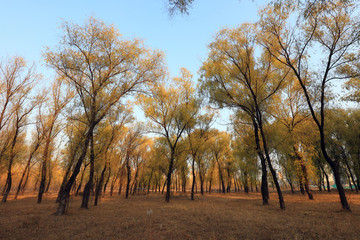 Trees in autumn