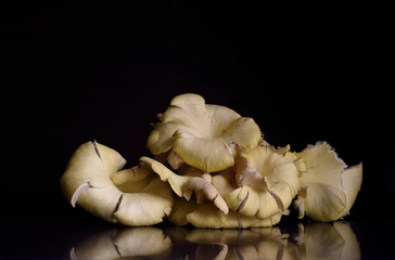 mushroom, gourmet, champignon, eating, delicious, cook, plant, cooking, cuisine, autumn, fungi, mushrooms, fungus, fresh, food, natural, organic, vegetarian, vegetable