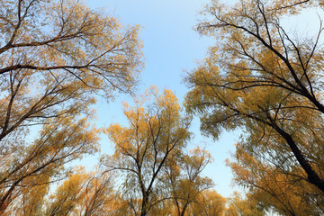 Willow tree crown in autumn