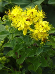 Geflecktes Johanniskraut, Hypericum maculatum ssp. maculatum