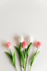 tulip flowers isolated on white. tulips top view.