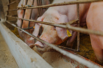 pigs pigs farming at livestock farm.