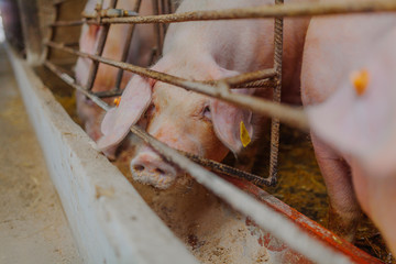 pigs pigs farming at livestock farm.