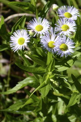 Einjähriges Berufskraut, Erigeron annuus subsp. annuus