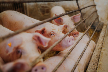 pigs pigs farming at livestock farm.
