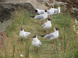 White birds walk on the grass. 