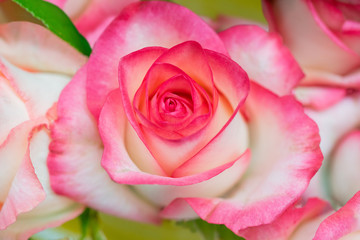 Fototapeta na wymiar Beautiful fresh rose. Blooming pink bud. Spring flowering roses.