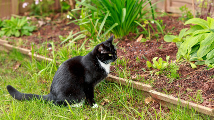 Portrait of a black cat with green eyes and a white jabot in garden