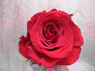 A blooming red rose close up on a transparent background with white dots.