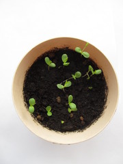 Sprouts in a pot on a white background. Plants grow from seeds at home.