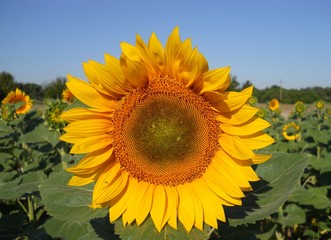 Big sunflower in the field. Yellow flower blooming.