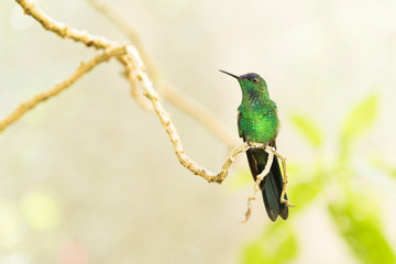 Male hummingbird Violet-capped woodnymph, Thalurania glaucopis