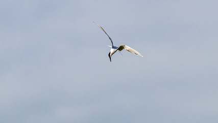 seagull in flight