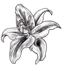 Hand drawn black and white blooming lily, Botanical illustration. Lilium.