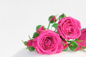 Decorative rose on a white background. Pink little buds. Macro view.