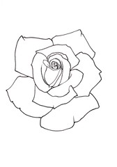 Hand drawn rose outline isolated on white background, Botanical illustration.