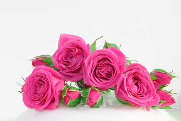 Decorative rose on a white background. Pink little buds. Macro view.