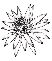 Hand drawn blooming Nymphaea water lily, Monochrome black and white botanical illustration.
