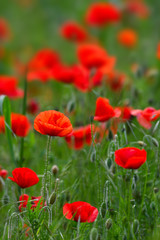 Plakat Red poppies in a green wheat meadow.