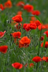 Fototapeta na wymiar Red poppies in a green wheat meadow.