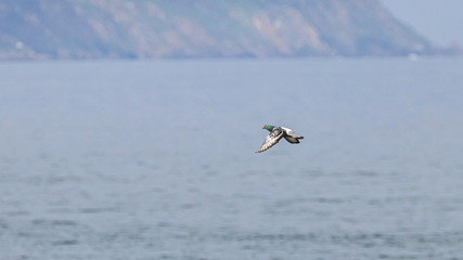 pigeon in flight