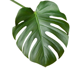 Big green leaf of Monstera plant, isolated on white. Template for design. - Powered by Adobe