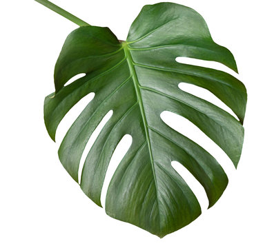 Big green leaf of Monstera plant, isolated on white. Template for design.