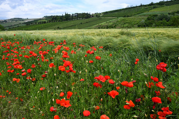 Fototapeta na wymiar Beautiful poppies in the Tuscan countryside. Italy.
