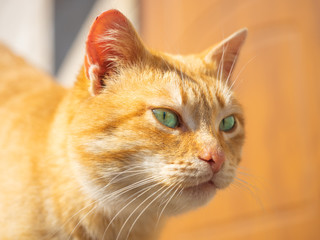 Portrait of a ginger cat in sunny day outdoor.