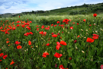 Beautiful poppies in the Tuscan countryside. Italy.