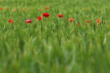 Red poppies in a green wheat meadow.