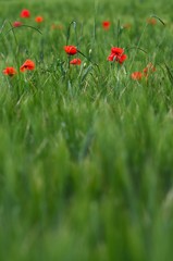 Red poppies in a green wheat meadow.