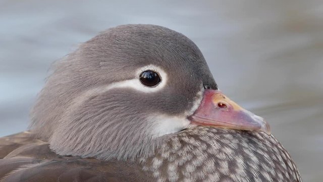 Female Mandarin Duck. Close up of head. 