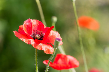 Fototapeta premium Red poppies on blurred background in sunny weather_