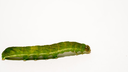 close up makro of Angle Shades caterpillar with white copyspace