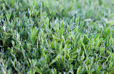 Texture of green grass. Green grass in the meadow_