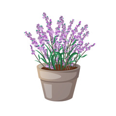 Naklejka na ściany i meble Lavender flower herb in a pot isolated on white.